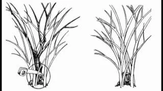 Plant Amnesty: Rehabilitative Pruning (1 of 4)