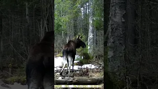 Лоси на солонце 🌱🌿☘️☕