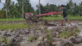 Garap lahan banyak belut @TRAKTORLOMBOK