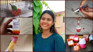 Process of Deworming for All Birds( Finches to Macaw )|| How to Deworming Birds