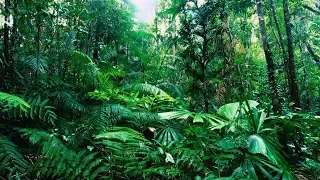 Green Hell. Выжить в джунглях Амазонки
