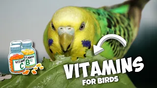🍊 The Vital Role of VITAMINS for Birds