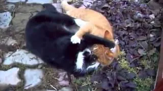 Супер  драка  котов!!!Super Cat Fight!