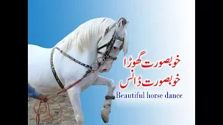 Best horse dance in pakistan No.19