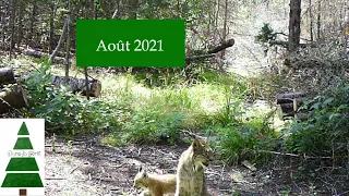 Camp de chasse - août 2021