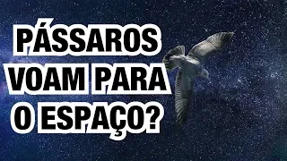 OS PÁSSAROS SENTEM A GRAVIDADE? • POR QUE OS PÁSSAROS VOAM? • Física e Afins