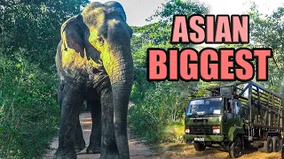 Meet Asia's Largest Elephant: Majestic Encounters in the Wild