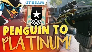 PENGUIN TO PLATINUM! #1 - Rainbow Six: Siege Live Stream