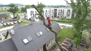 Treeclimbing: Oak removal, drone footage, some rigging