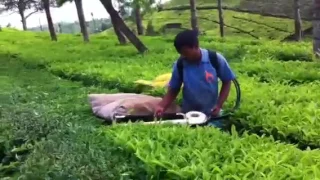KisanKraft Tea harvester