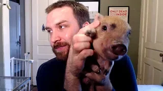 Why You Shouldn't Get a Mini Pig