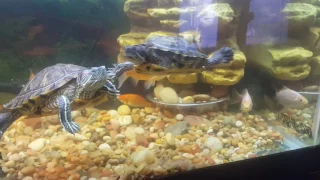 75 gl turtle tank half land half water