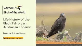 Life History of the Black Falcon with Dr. Steve Debus