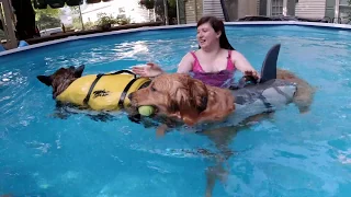 Ilsa and Niko in "Heatwave! Dog Pool Party Music Video"