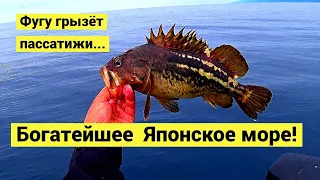 Богатейшее Японское море! Фугу, батимастер, марулька, шлемоносец, окунь штейндахнера // Субтитры