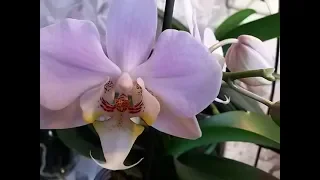Расцвела орхидея бонсай!  Salinas Салинас.