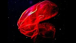 Bloodbelly Comb Jellyfish - Deepsea Oddities