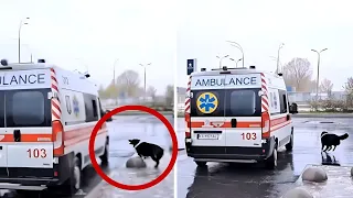 Dog Chases Ambulance Carrying Its Owner to Hospital, The Reason Is Very Shocking!