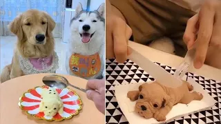 Baby Dog reaction to cutting cake ‐ Funny Dog cake reaction ! funny dog video,funniest Dog 🐕