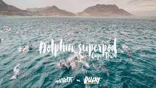 Dolphin Superpod Cape Town 2017