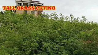 CUTTING TALL GRASS WITH STIHL FS 230 BRUSH CUTTER