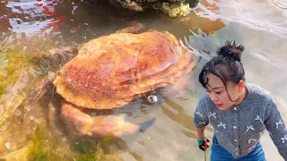 [ENG SUB] Xiao Zhang rushed to the sea and captured more than 3kg of bread crabs! There are many sh