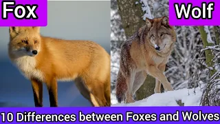 10 differences between Wolves and Foxes