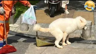 funny animal videos Try Not To Laugh Cats And Dogs Videos Best Funniest Animals Video