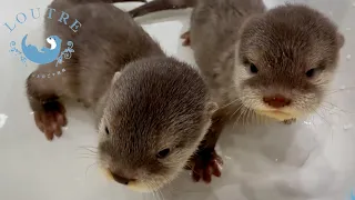 How A Baby Otter Learns To Swim