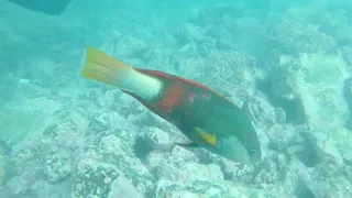 Making Friends with a Fish | Bushranger's Bay