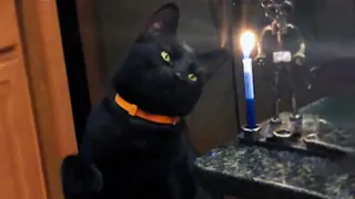 Curious Cat Smacks A Candle