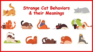 Strange Cat Behaviors and their Meaning | Behavior of Cat Explained