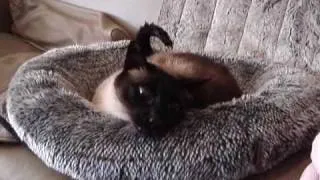 My Talking  Siamese Cat - Malik
