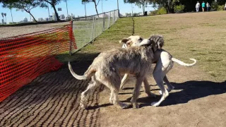 Great Dane Wrestles Connor the Irish Wolfhound