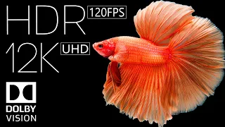 12K HDR 60FPS DOLBY VISION - TRUE CINEMATIC