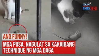 Ang funny! Mga pusa, nagulat sa kakaibang technique ng mga daga | GMA Integrated Newsfeed