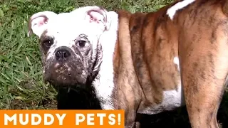 Funniest Pets Playing in Mud Compilation | Funny Pet Videos