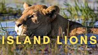 The Okavango Delta - Lions King Of River - Nature Documentary Animals