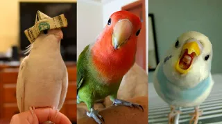 FUNNY AND CUTE PARROTS   TRY NOT TO LAUGH!! ❤️🦜