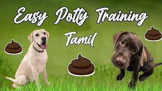 How To Potty Train a Puppy or Dog  In Tamil