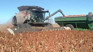 Gleaner Hugger ARRO head Milo harvest