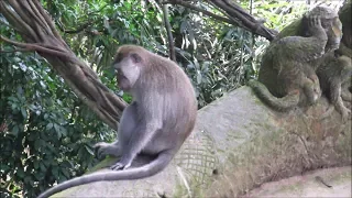 Бали, Убуд 1 - Лес Обезьян (Bali, Ubud 1 - Monkey Forest)