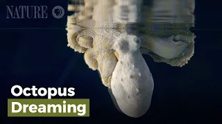 Octopus Dreaming