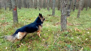 Look how happy he is when we come to the forest #dogs #germanshepherd #recommended