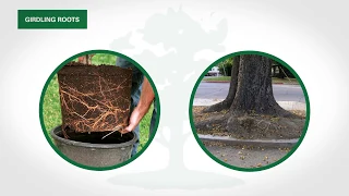 How to Treat and Remove Tree Girdling Roots