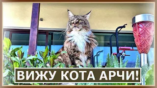 Выручаем кота Арчи. Кот Вилли участвует!