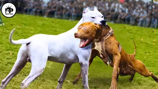 Trained Dogo Vs Pitbull Comparison - Pitbull Vs Dogo Argentino Real Video