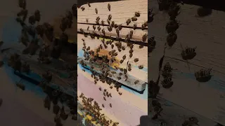 Как пчёлы выравнивают микроклимат в улье 🐝🐝🐝