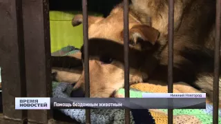 Почти 2,5 тысячи безнадзорных животных вылечили и стерилизовали в Нижнем Новгороде в 2014 году