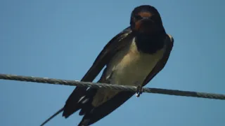 swallow - hirundo rustica - სოფლის მერცხალი